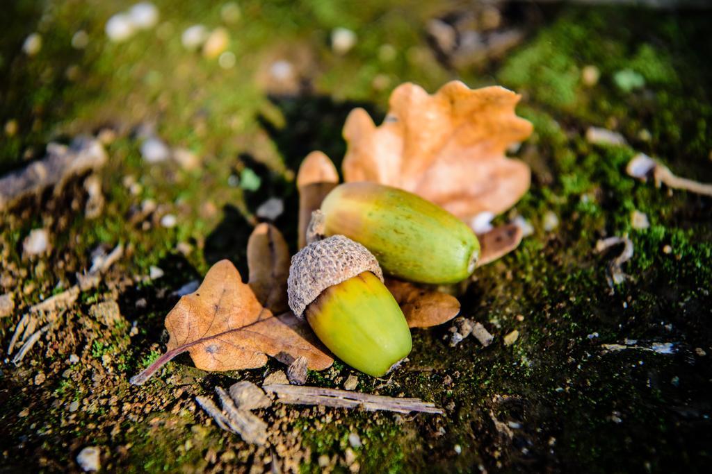 Acasamia Resort San Cipriano Picentino Exteriér fotografie