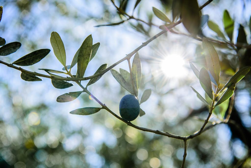 Acasamia Resort San Cipriano Picentino Exteriér fotografie